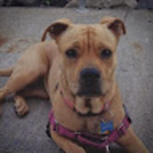 Meet your Posher, Roxy